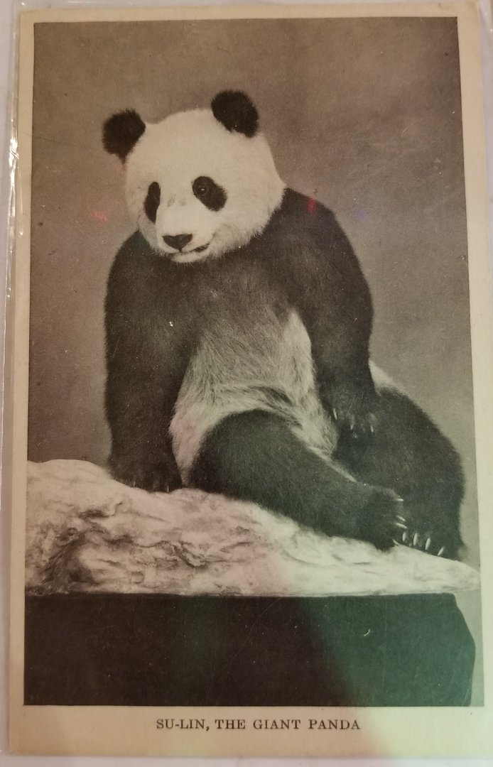 "Su Lin" (Giant panda)