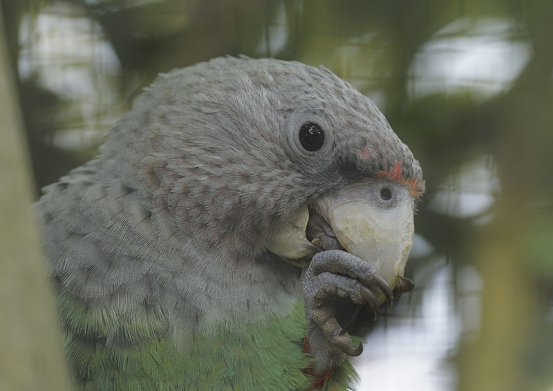 Suaheli cape parrot