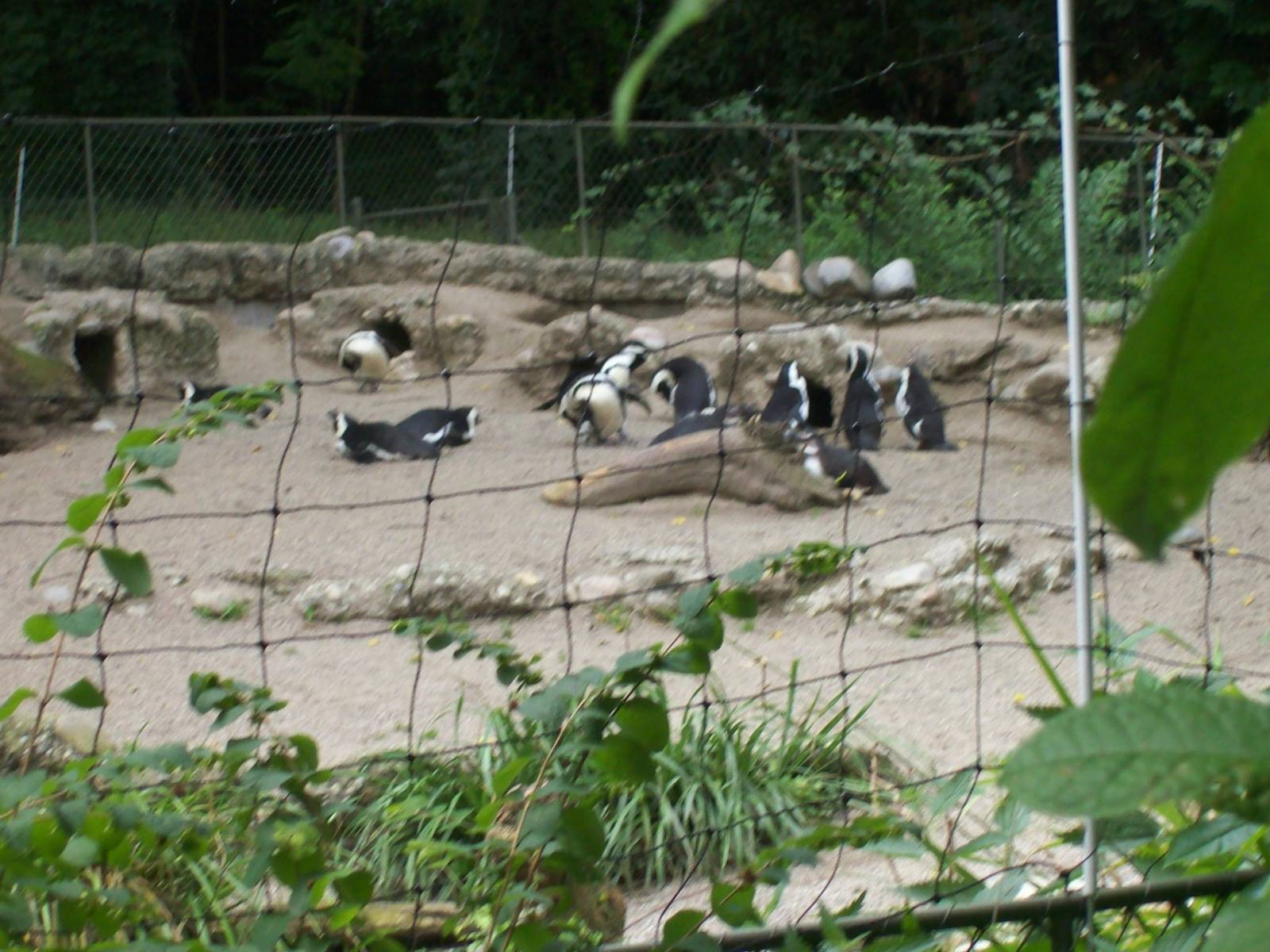 suatergartens-penguins