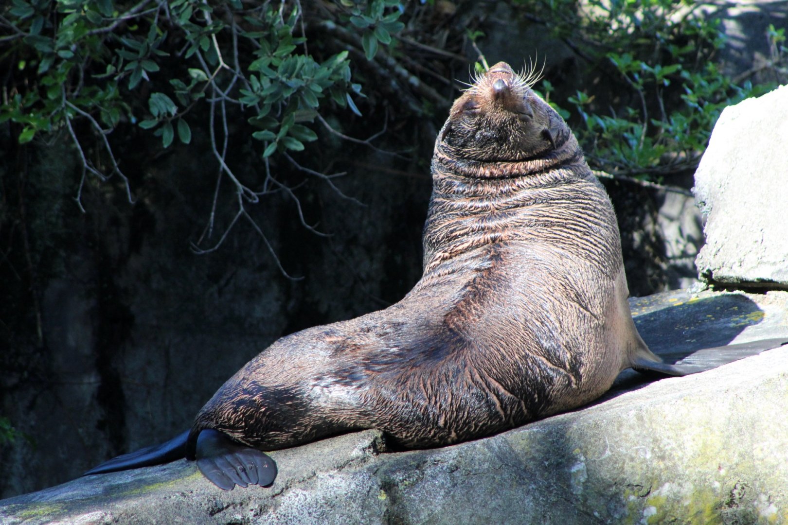 Sub-Antarctic Fur Seal