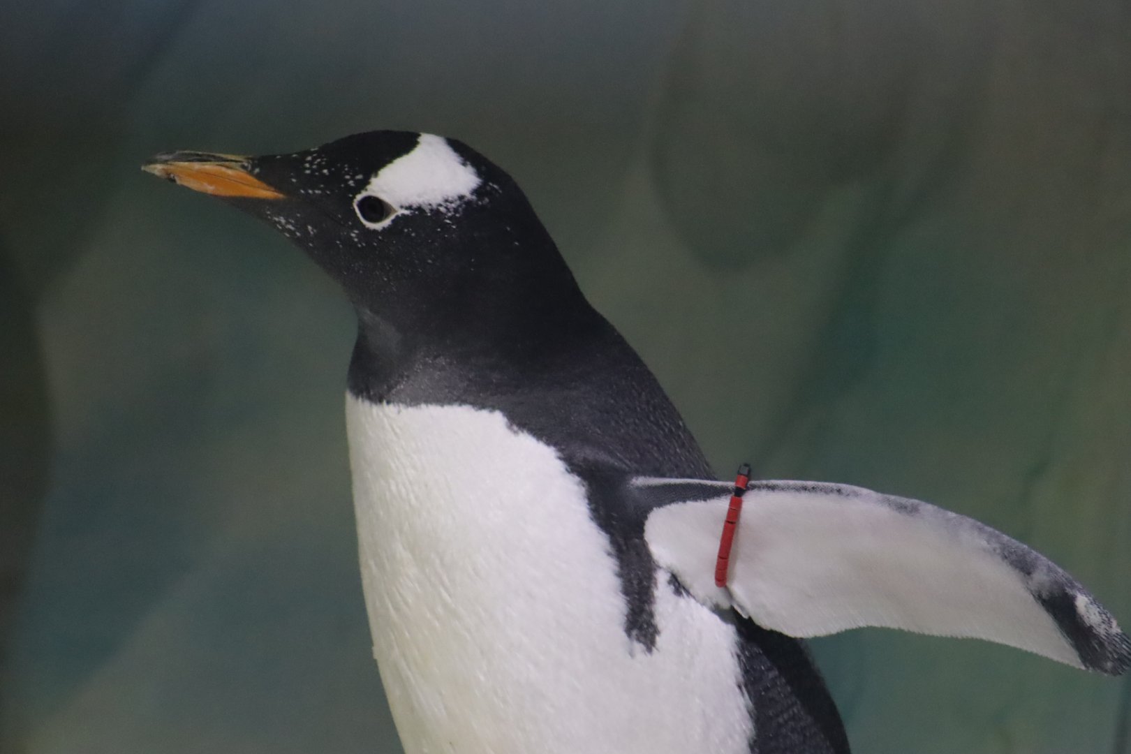 Sub-Antarctic Gentoo Penguin