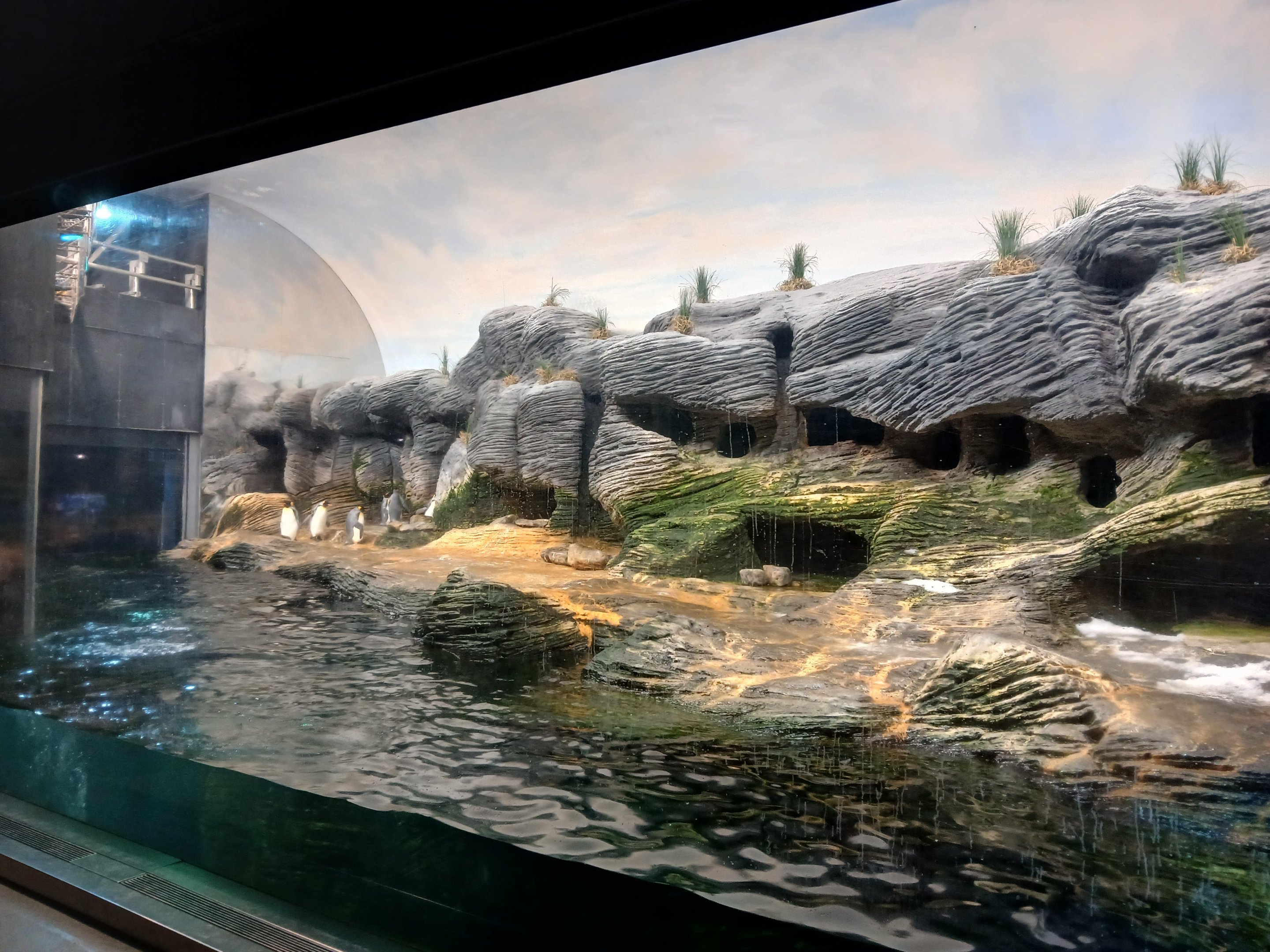 Sub-Antarctic Penguin enclosure (30th September 2025)
