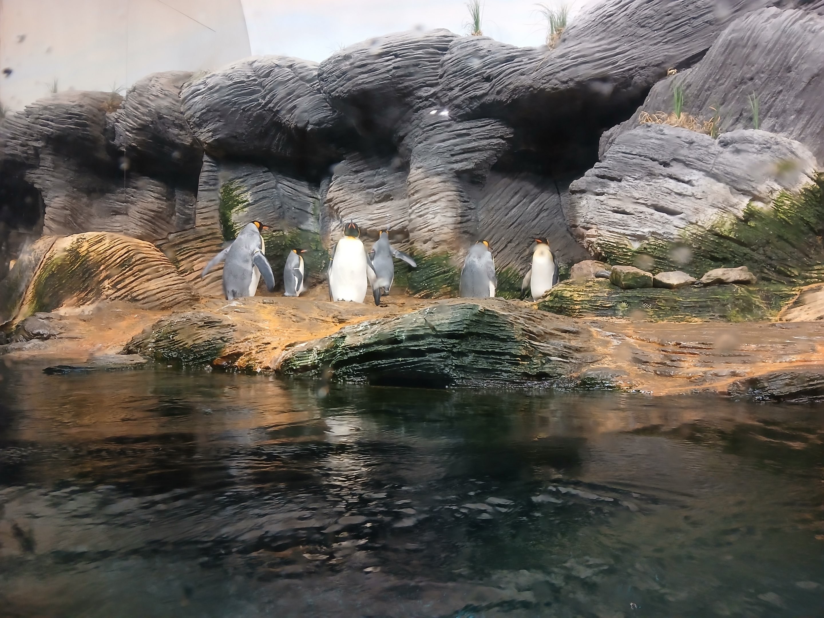 Sub-Antarctic Penguin enclosure (30th September 2025)