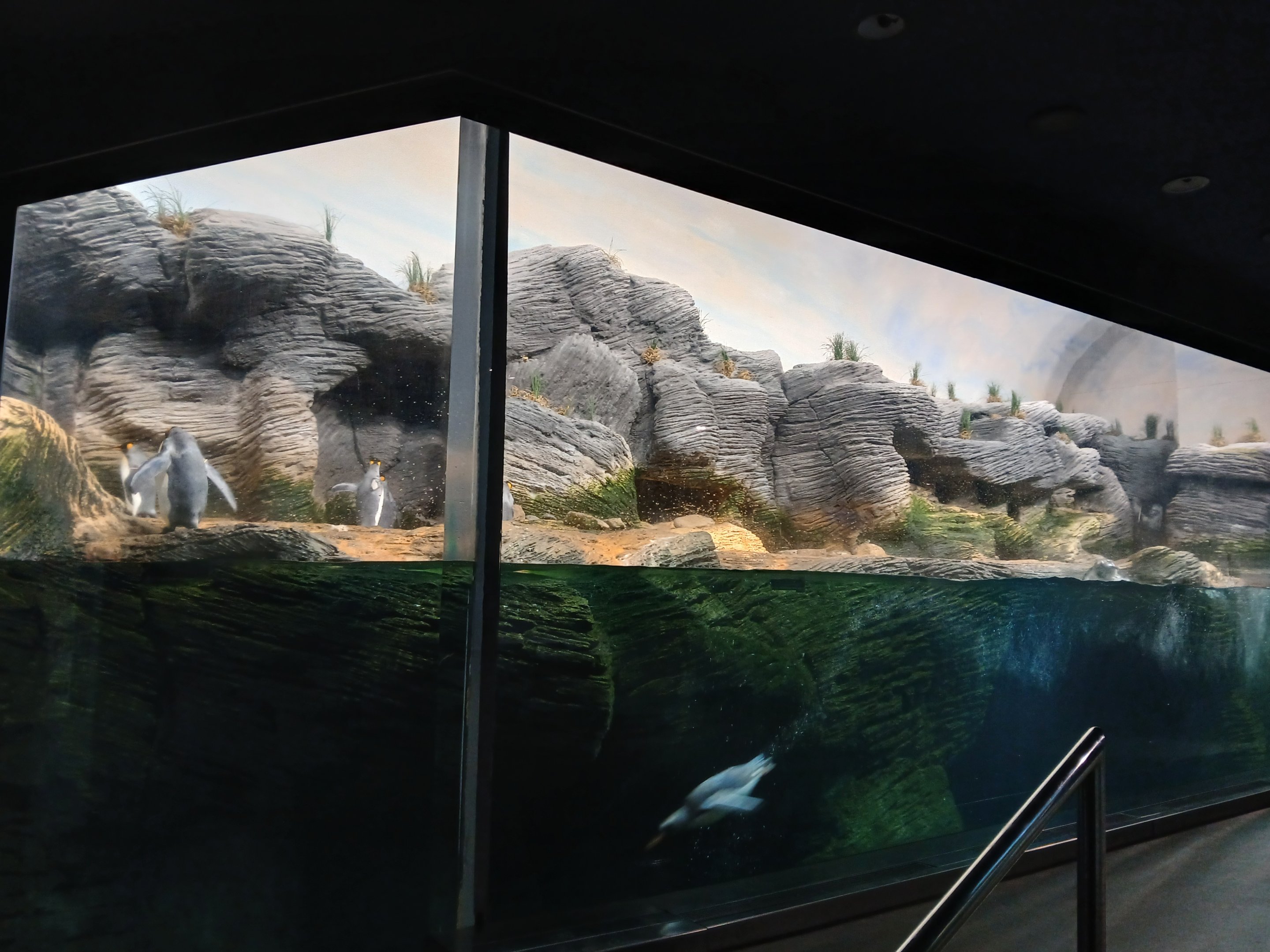 Sub-Antarctic Penguin enclosure (30th September 2025)