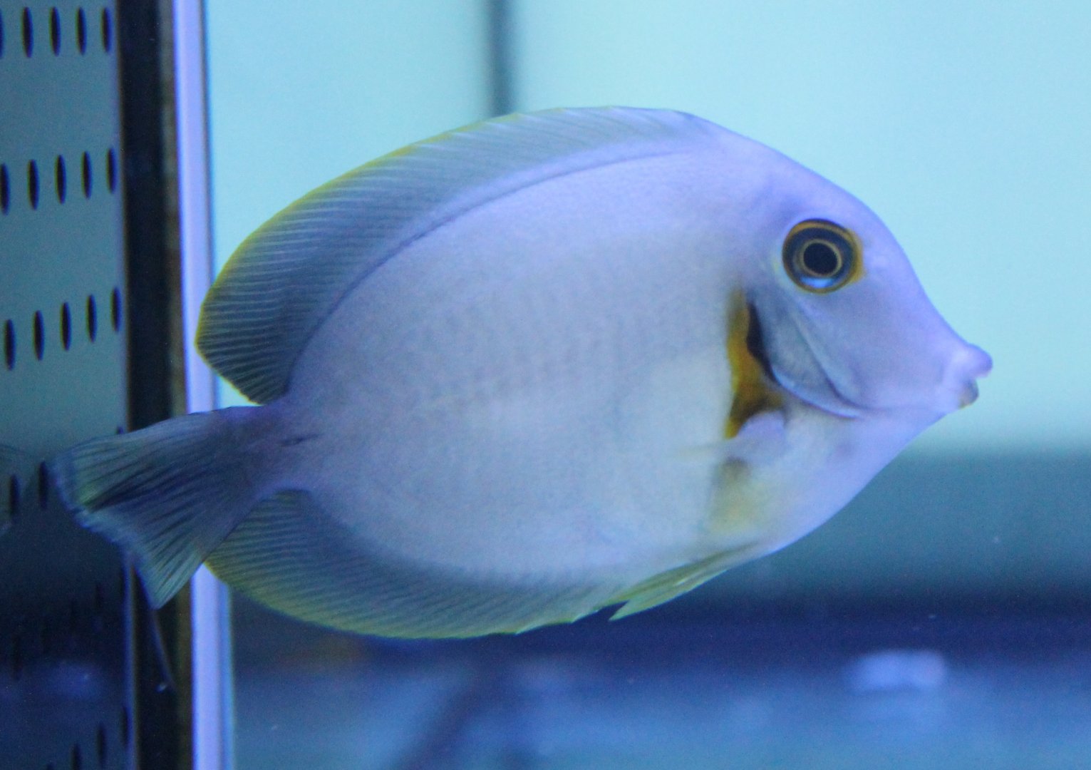 Subadult Acanthurus pyroferus