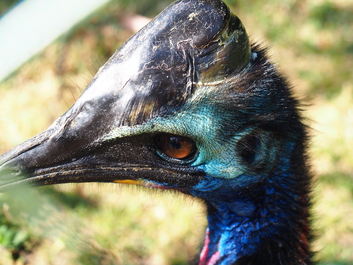 Subadult Double-wattled cassowary (Casuarius casuarius), 2019-07-23