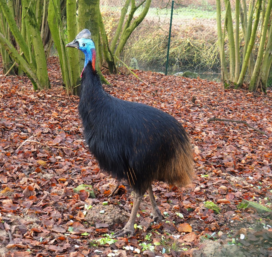 Subadult Double-wattled cassowary (Casuarius casuarius), 2019-12-28