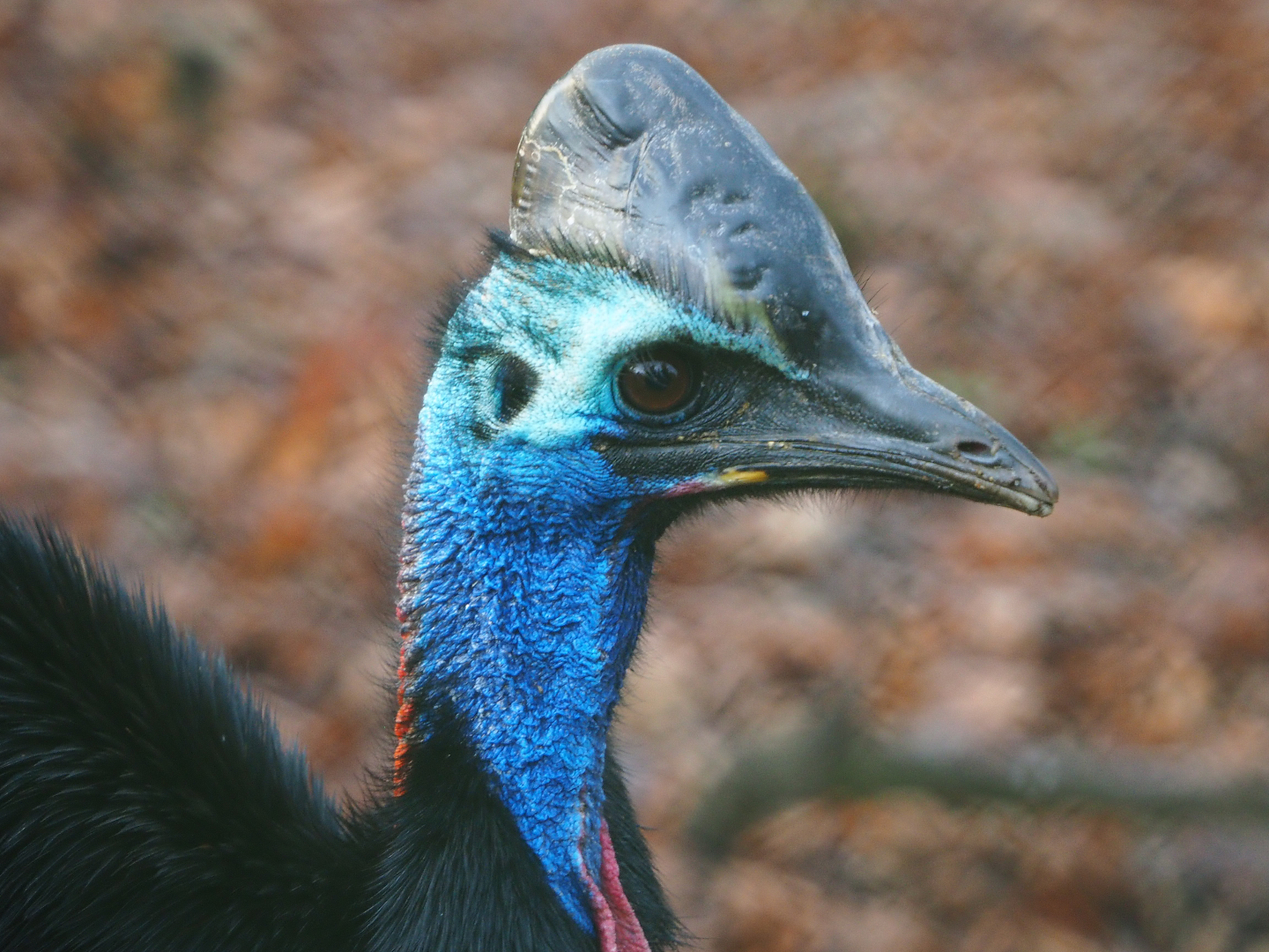 Subadult Double-wattled cassowary (Casuarius casuarius), 2019-12-28