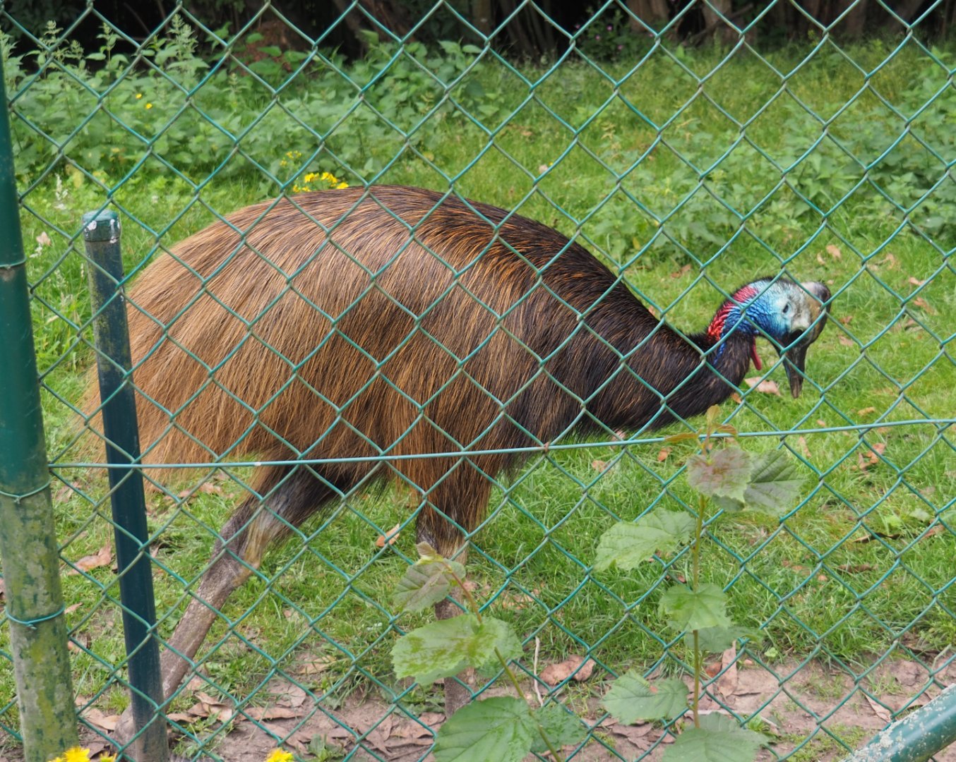 Subadult Double-wattled cassowary (Casuarius casuarius), 2020-07-14