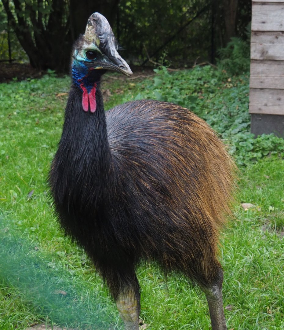 Subadult Double-wattled cassowary (Casuarius casuarius), 2020-10-19