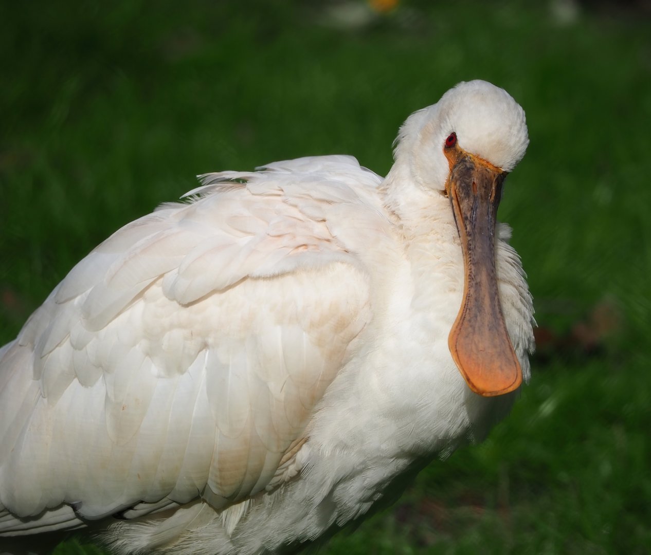 Subadult Eurasian spoonbill (Platalea leucorodia), 2024-03-04