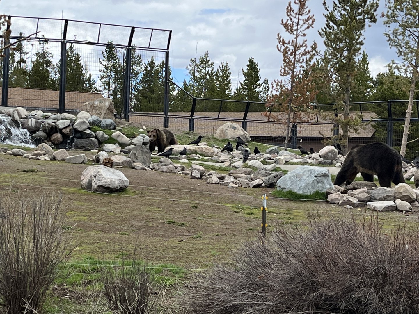 Subadult female grizzlies Seeley and Condi