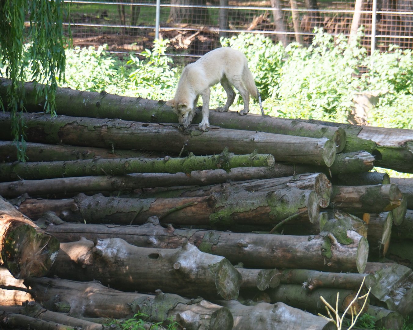 Subadult Hudson Bay wolf (Canis lupus hudsonicus) on log pile, 2019-08-04