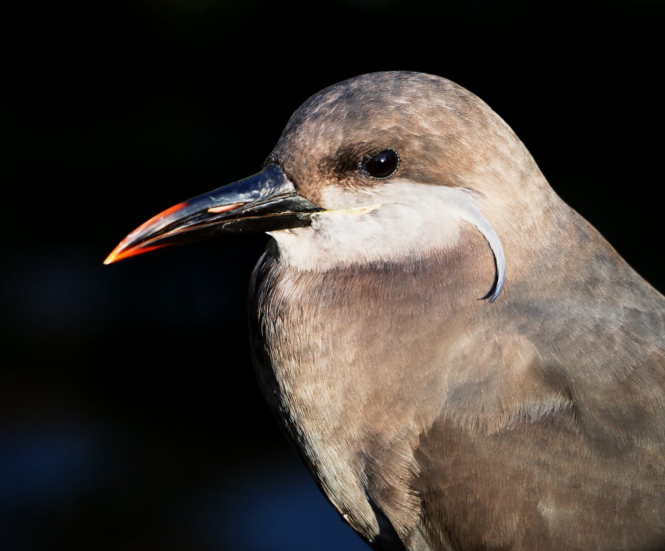 Subadult Inca tern (Larosterna inca), 2021-11-23