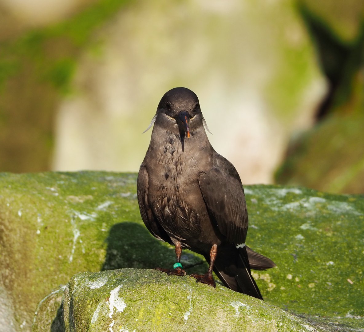 Subadult Inca tern (Larosterna inca), 2021-11-23