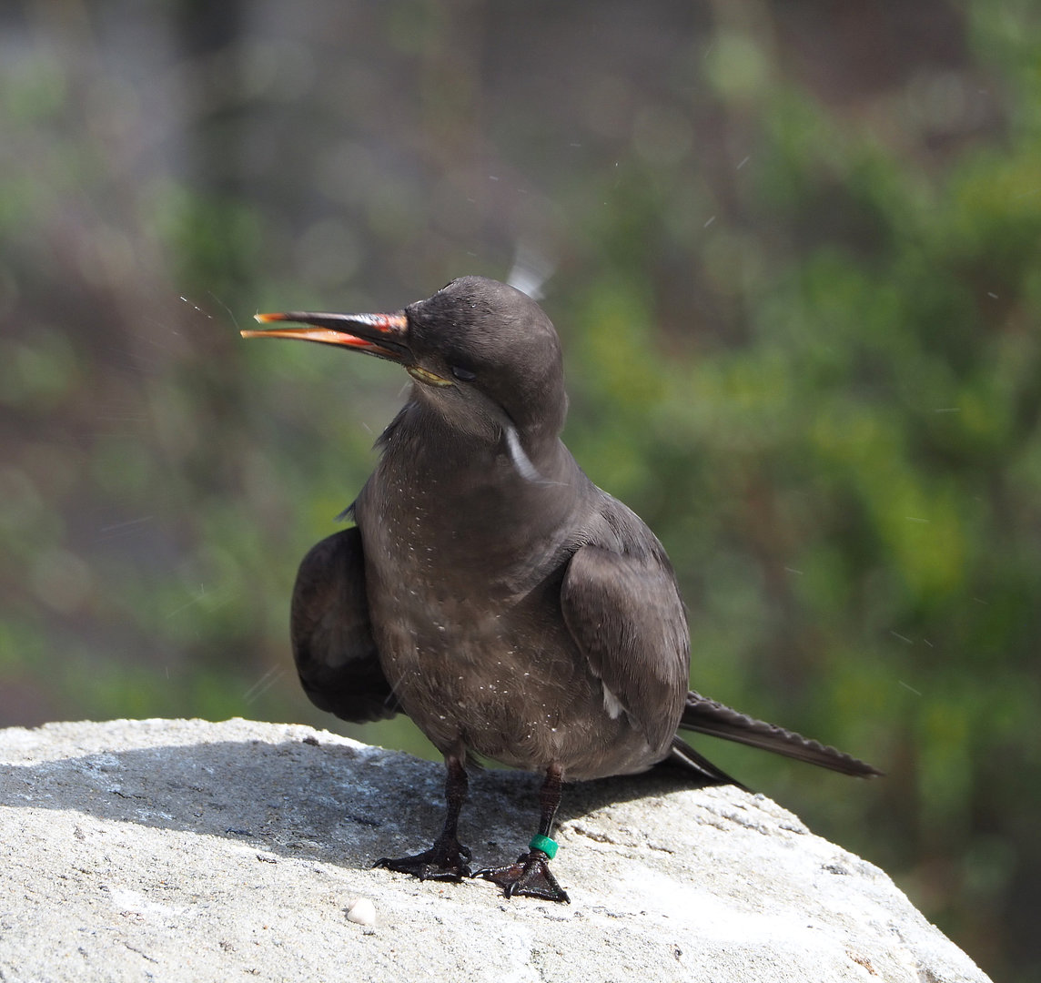 Subadult Inca tern (Larosterna inca), 2022-04-12