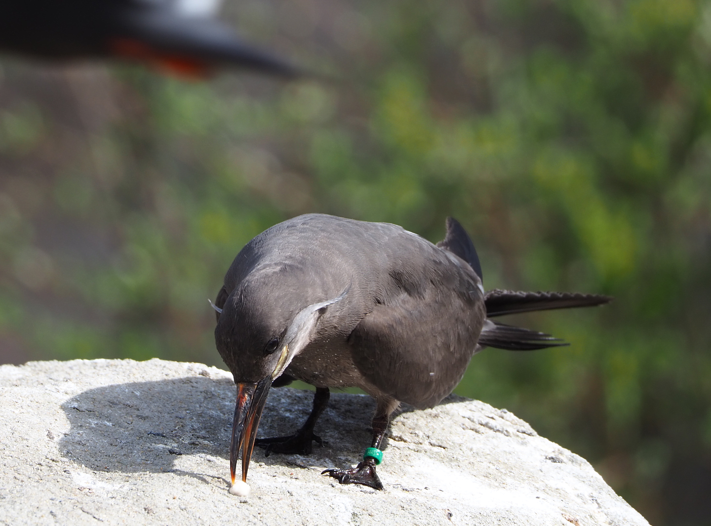 Subadult Inca tern (Larosterna inca), 2022-04-12