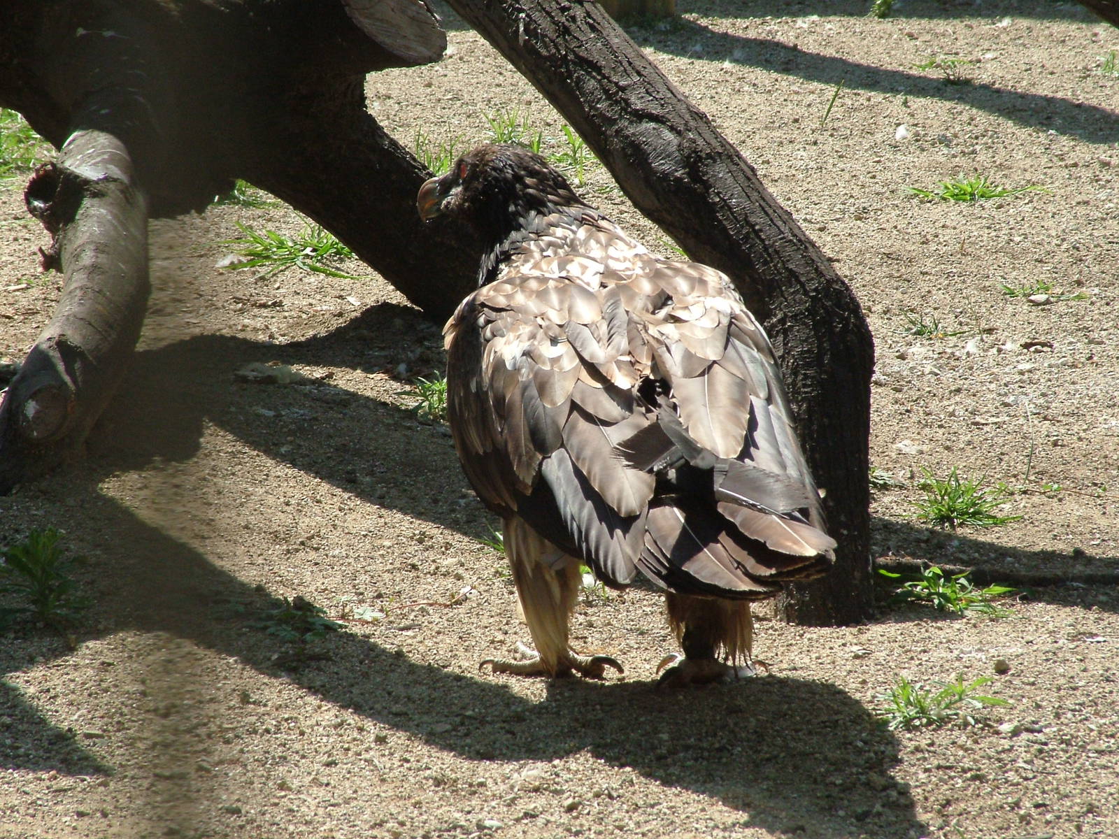 Subadult Lammergeier at Barcelona, 30/05/11
