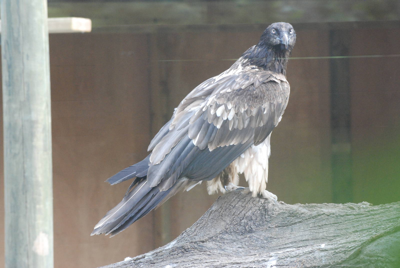 Subadult Lammergeier at Barcelona, 30/05/11