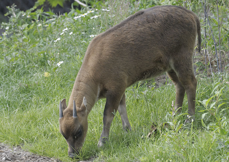 Subadult lowland anoa