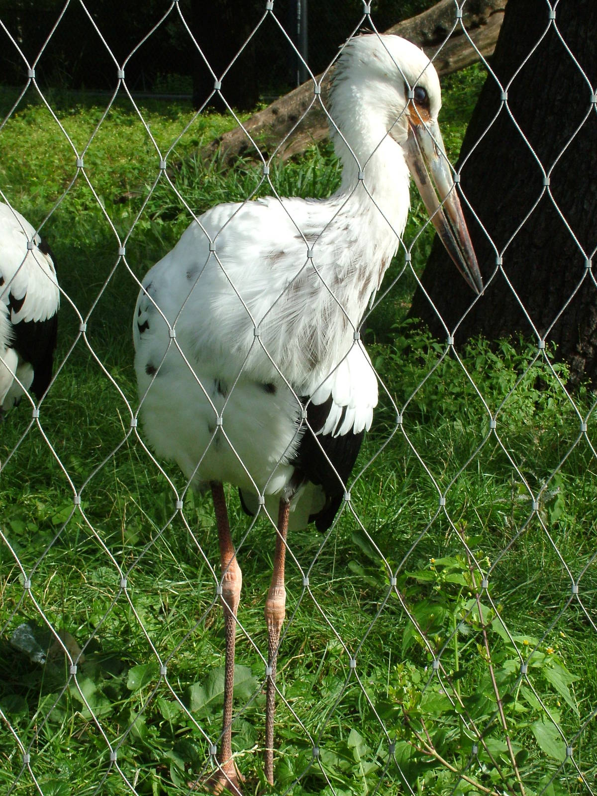 Subadult Maguari Stork at Berlin Zoo, 31/08/11