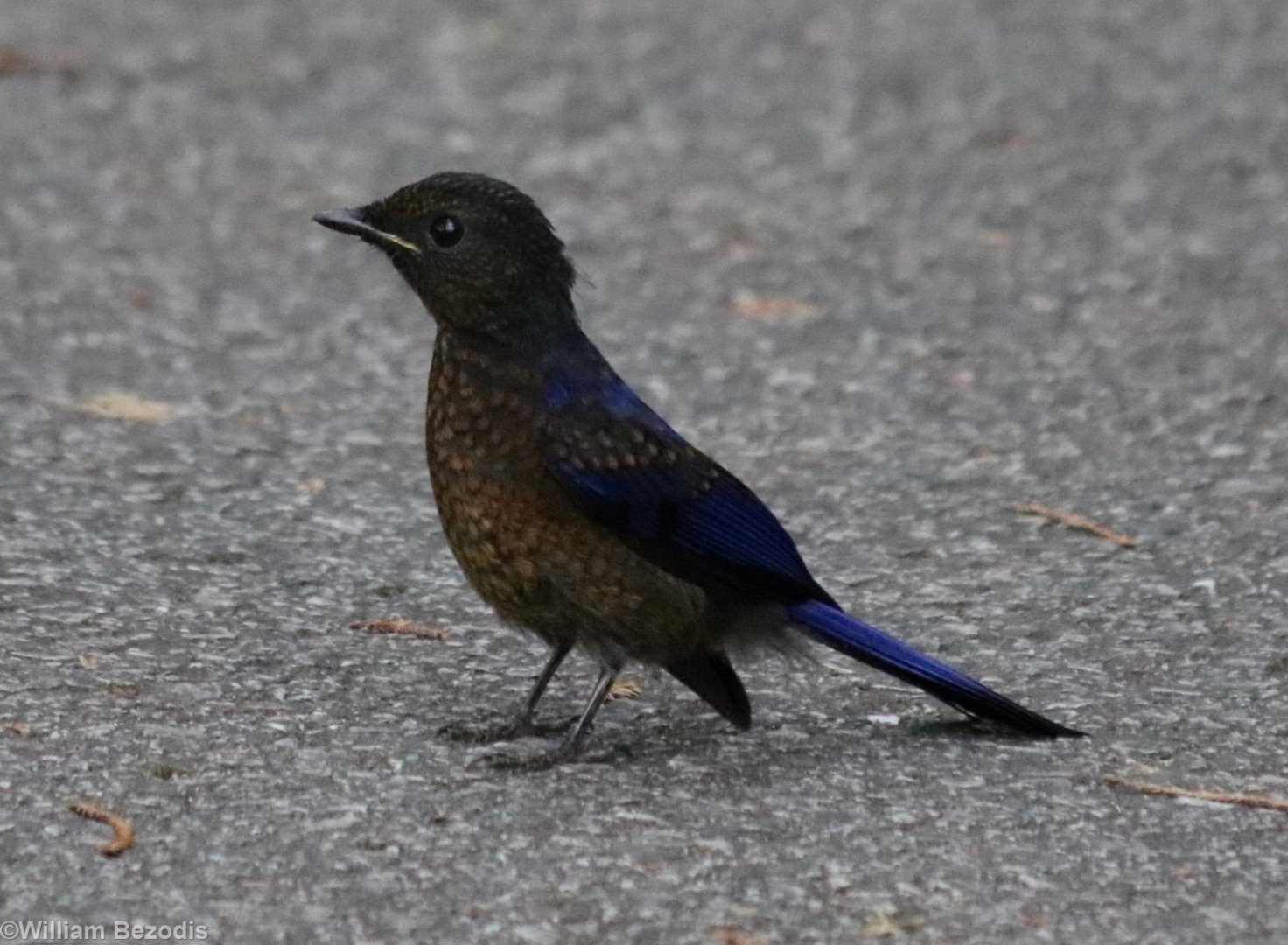 Subadult Male Large Niltava - Fraser's Hill