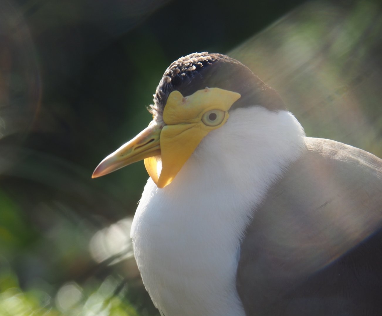 Subadult Masked lapwing (Vanellus miles miles), Feb 16th, 2019