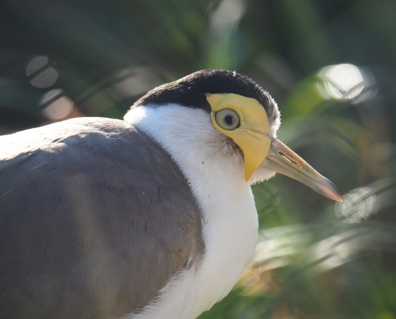 Subadult Masked lapwing (Vanellus miles miles), Feb 16th, 2019