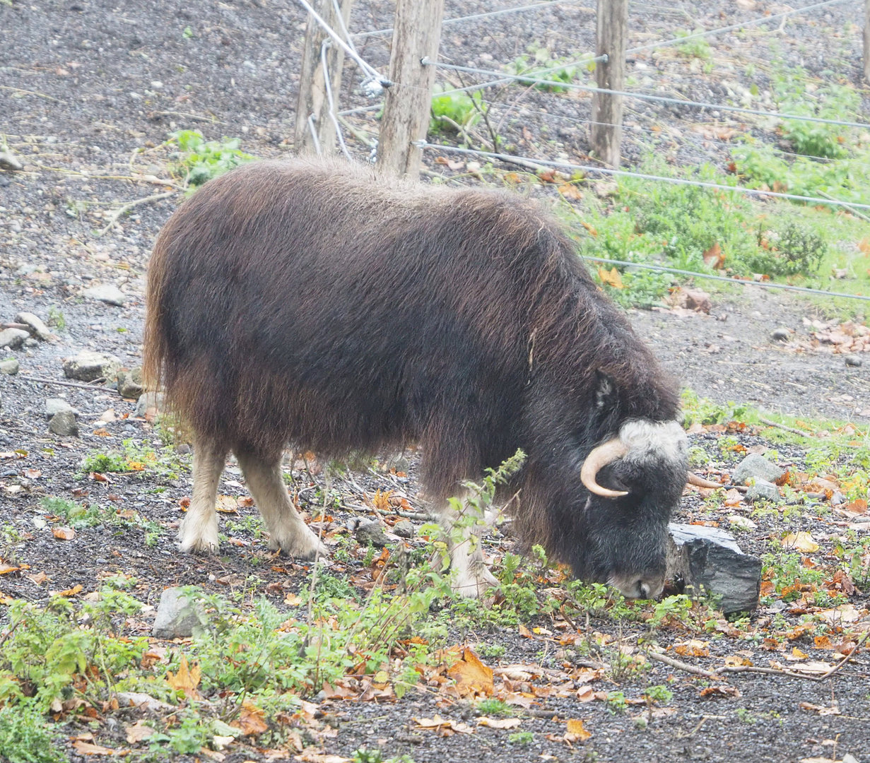Subadult Musk ox (Ovibos moschatus), 2022-09-14
