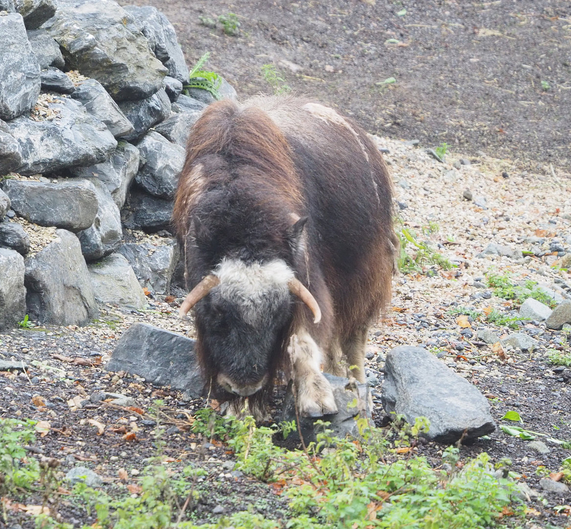 Subadult Musk ox (Ovibos moschatus), 2022-09-14