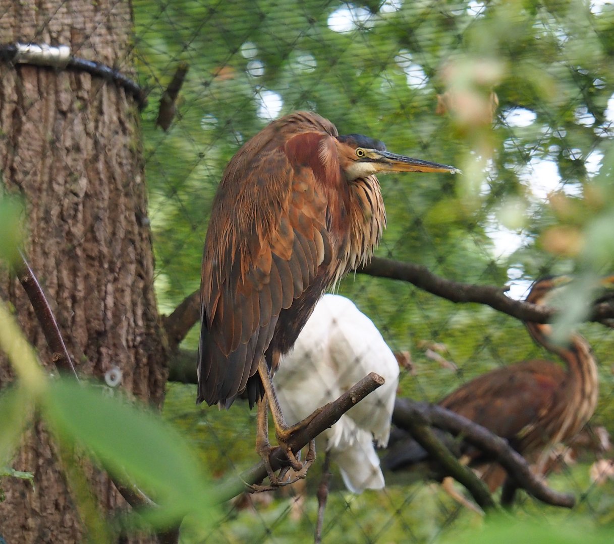Subadult Purple heron (Ardea purpurea), 2023-07-26