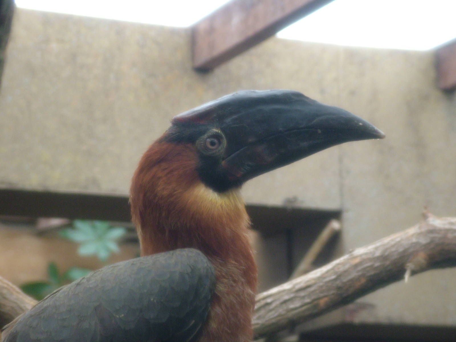 Subadult Rufous Hornbill at Colchester, 28/08/10