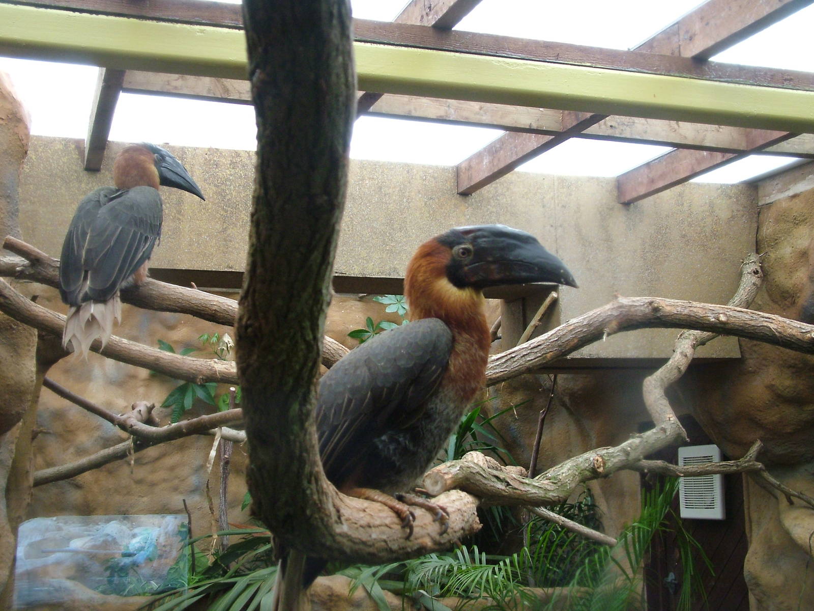 Subadult Rufous Hornbills at Colchester, 28/08/10