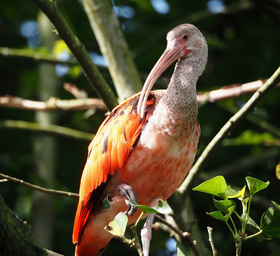 Subadult Scarlet ibis (Eudocimus ruber), 2024-08-21