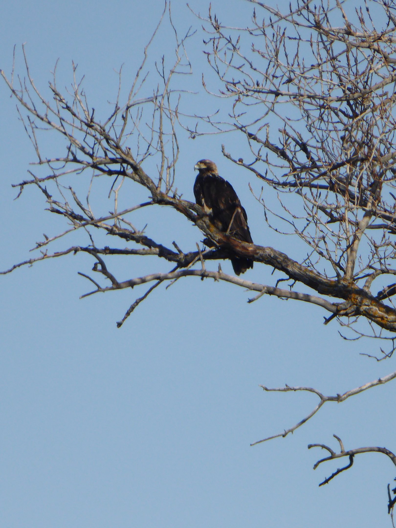 Subadult Spanish Imperial Eagle (Aquila adalberti) in the high agricultural fields of the Rio Jarama, northeast Madrid -5th March 2019