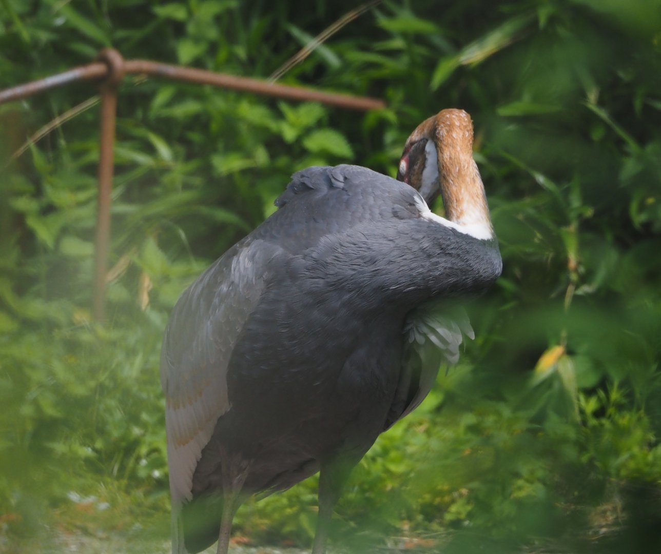 Subadult White-naped crane (Antigone vipio), 2024-06-30