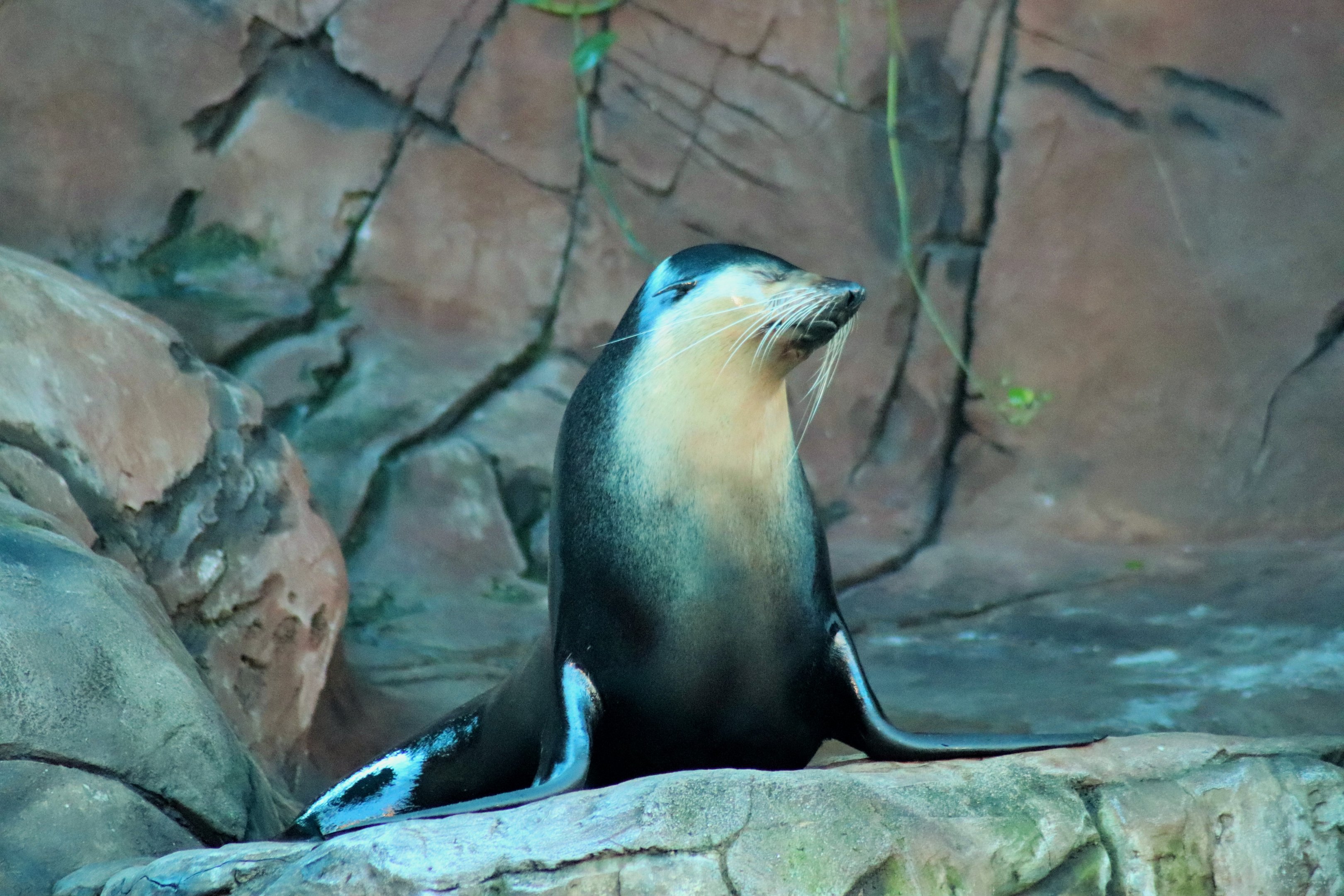 Subantarctic Fur Seal (Arctocephalus tropicalis)