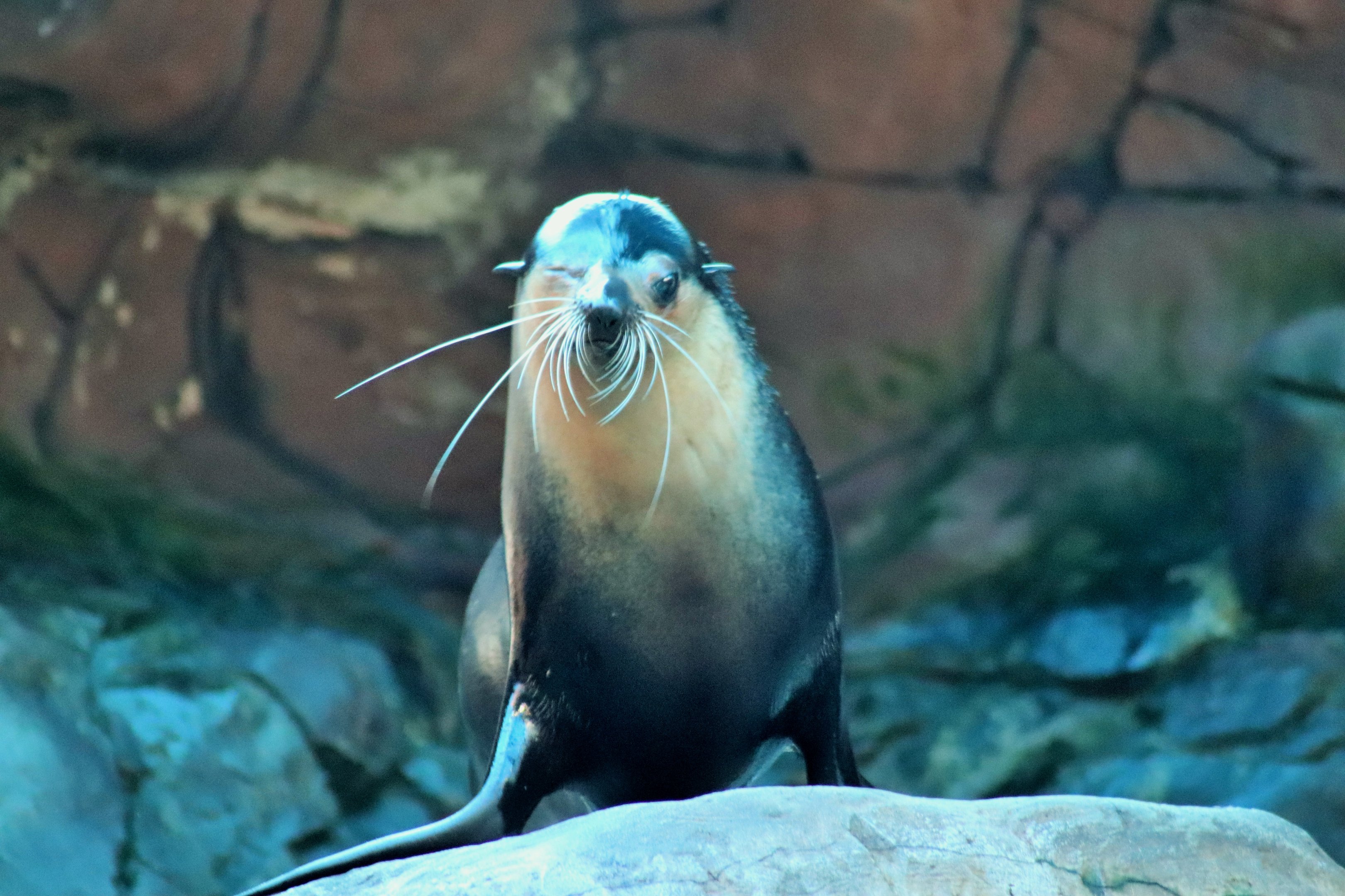 Subantarctic Fur Seal (Arctocephalus tropicalis)