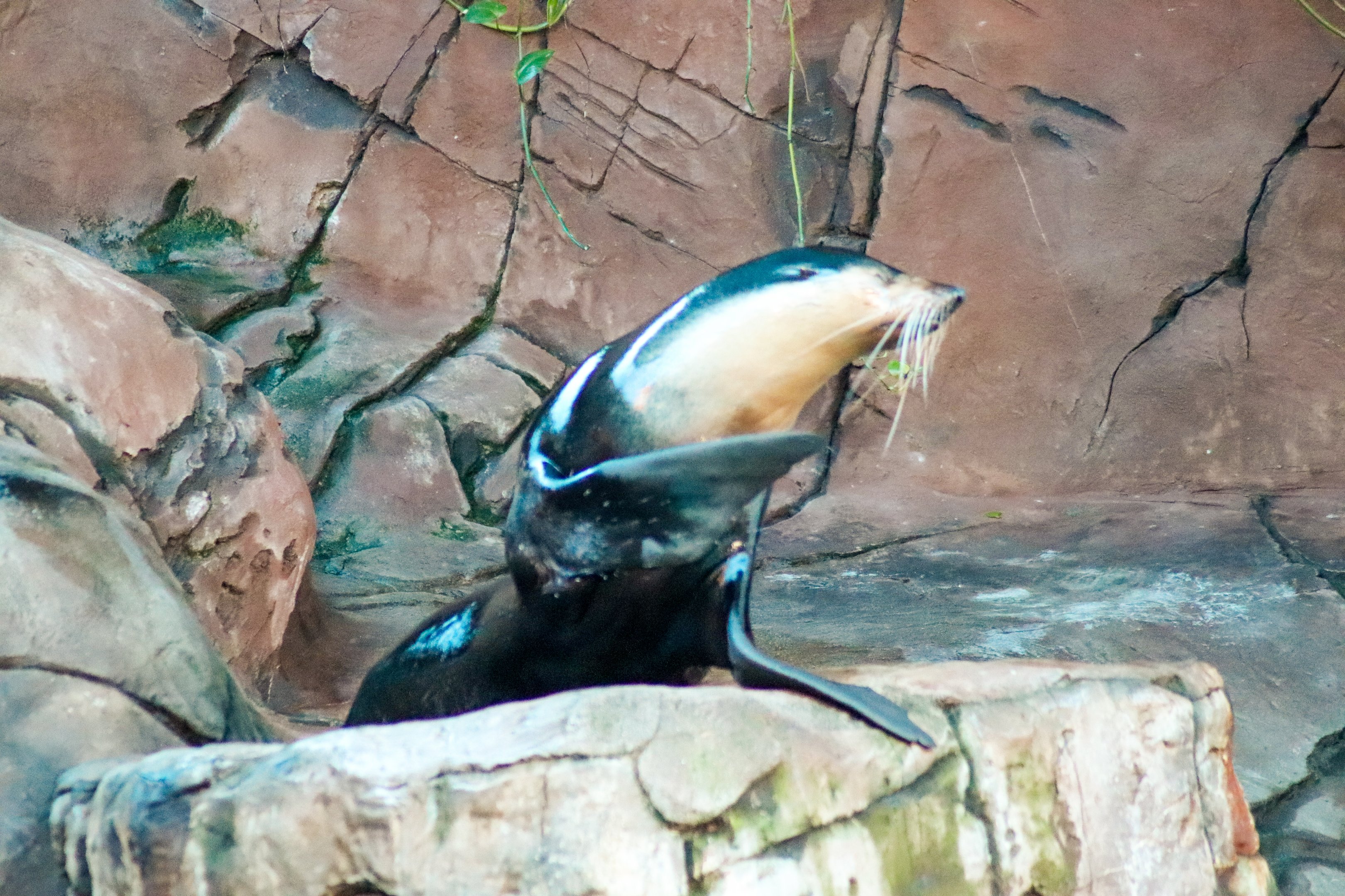 Subantarctic Fur Seal (Arctocephalus tropicalis)