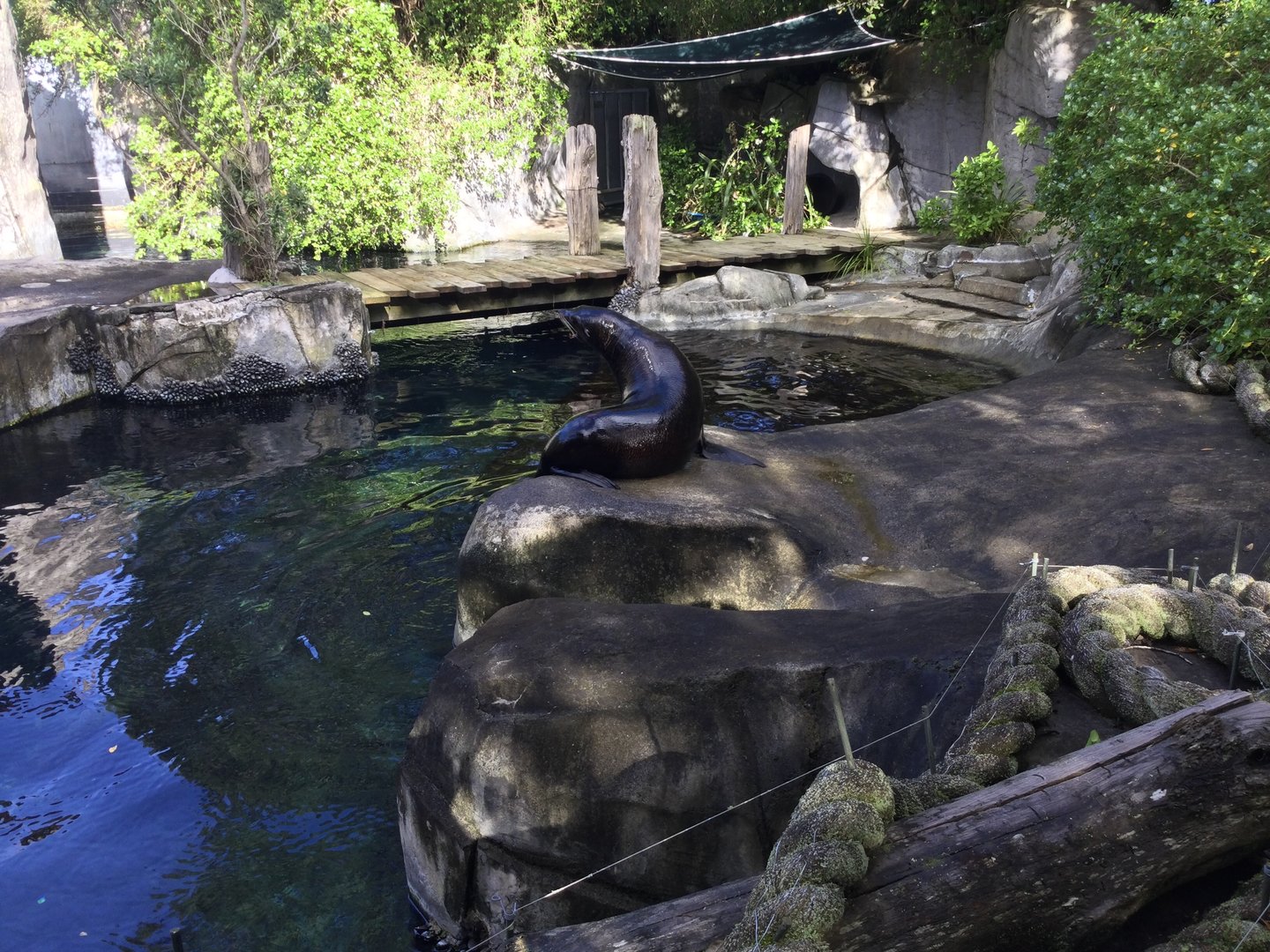 Subantarctic fur seal (Arctocephalus tropicalis)