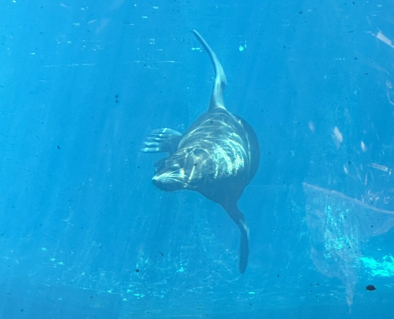 Subantarctic fur seal (Arctocephalus tropicalis)