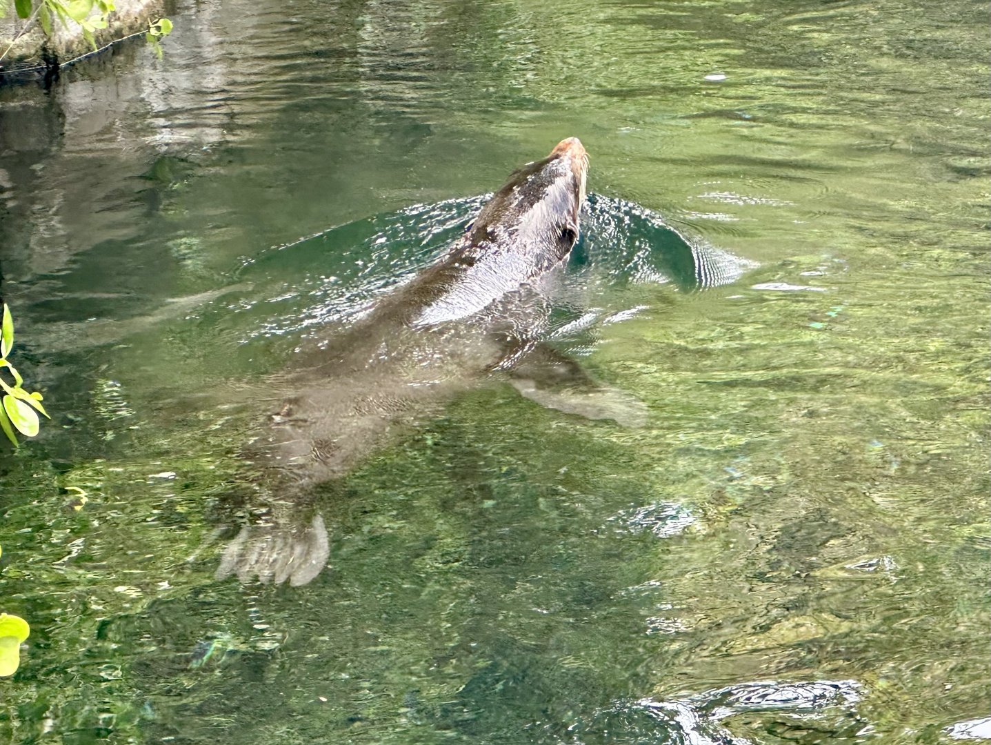 Subantarctic fur seal (Arctocephalus tropicalis)