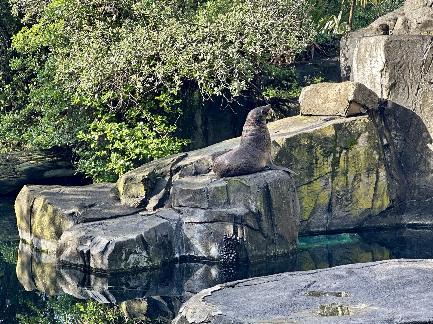 Subantarctic fur seal (Arctocephalus tropicalis)