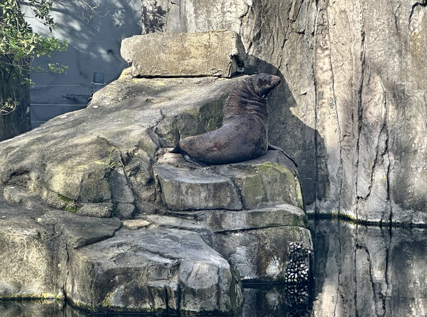 Subantarctic fur seal (Arctocephalus tropicalis)