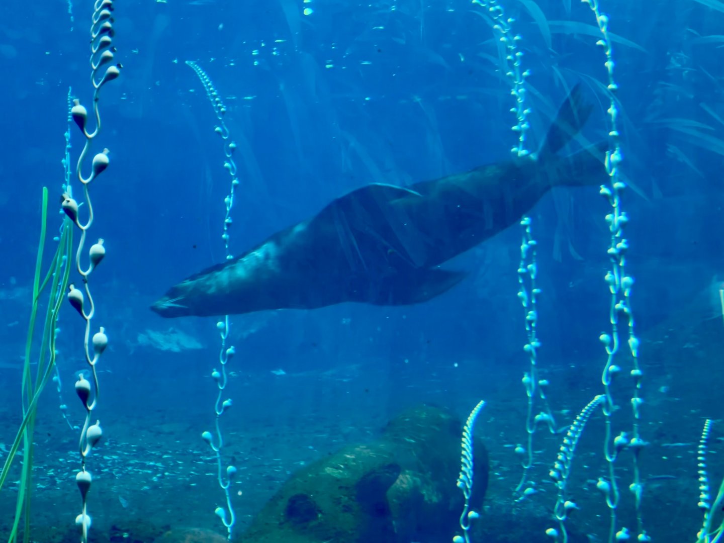 Subantarctic fur seal (Arctocephalus tropicalis)