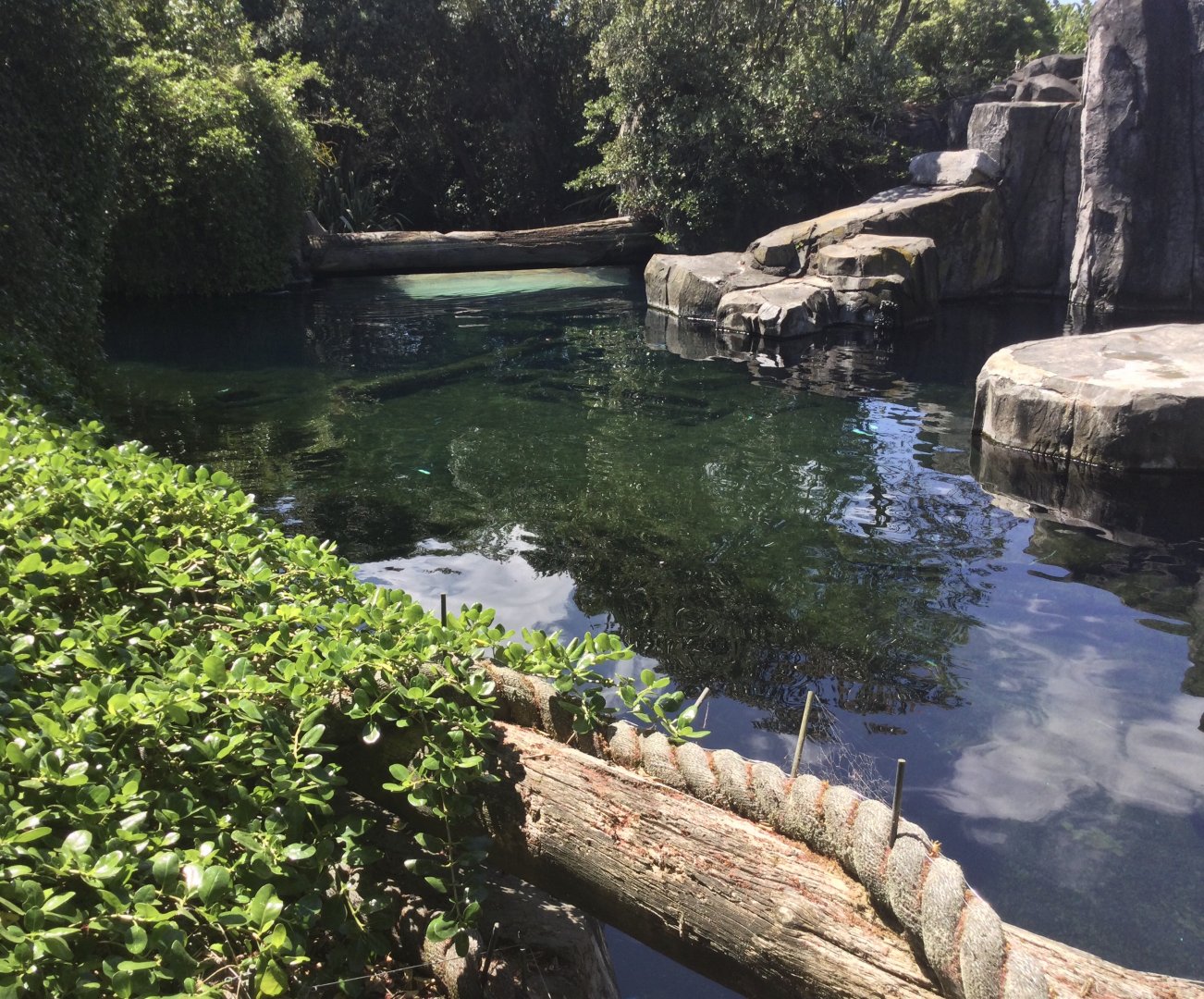 Subantarctic Fur Seal Exhibit (New Zealand Coast) - Main Pool