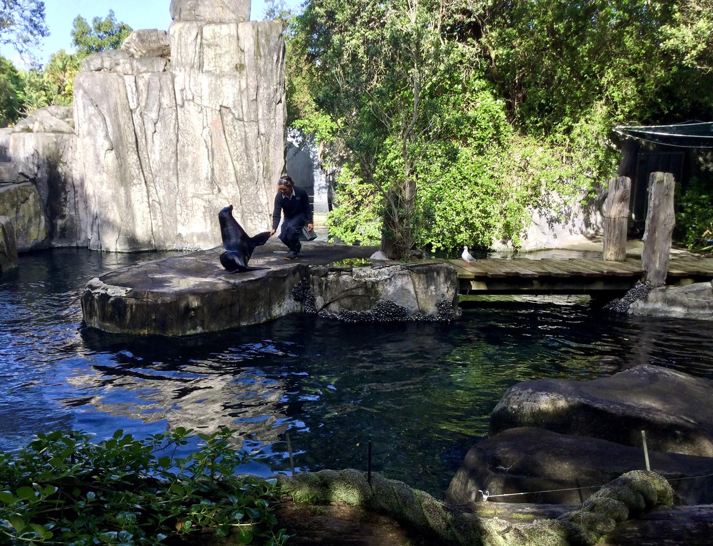 Subantarctic fur seal (offering flipper)