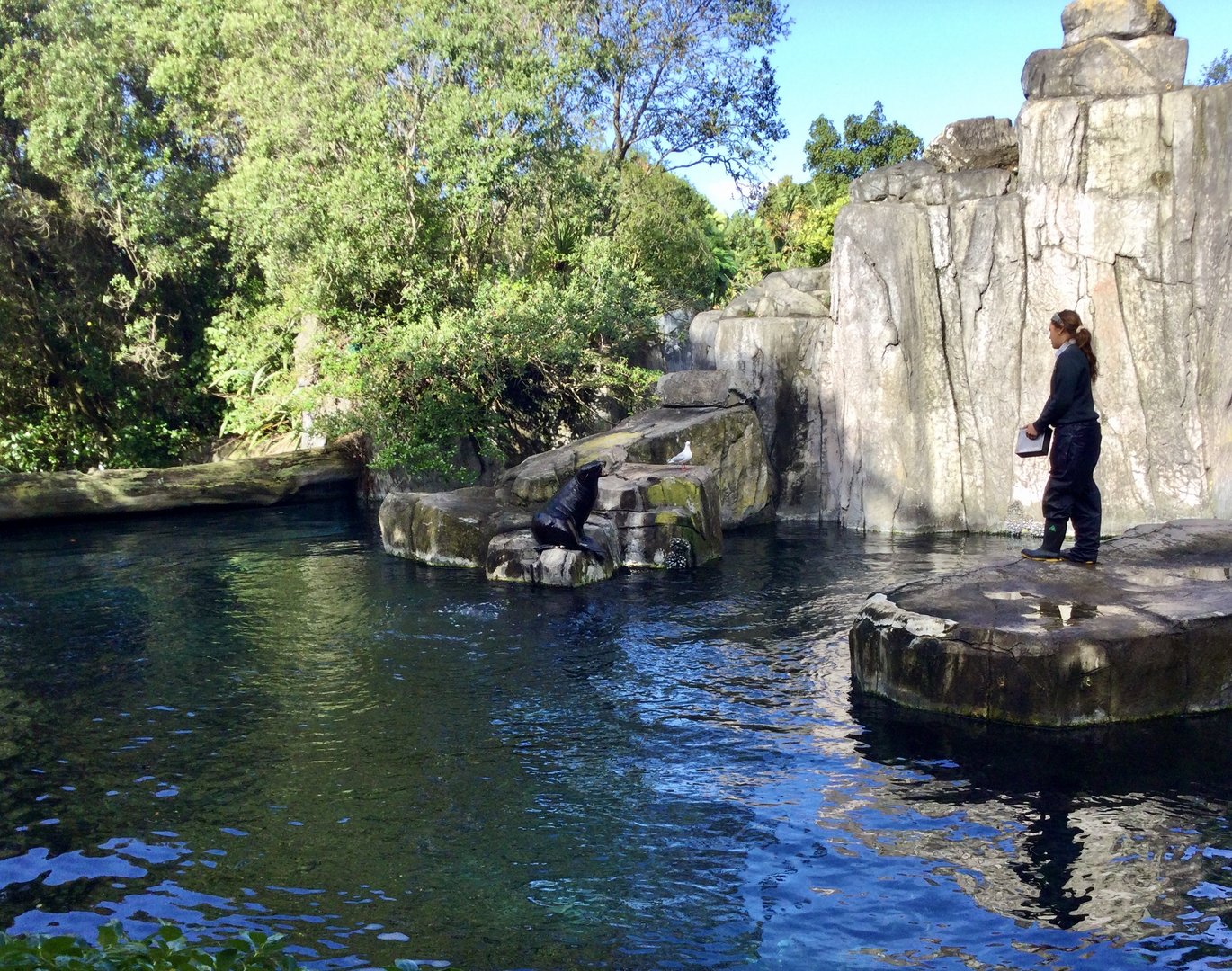 Subantarctic fur seal (on rocks)
