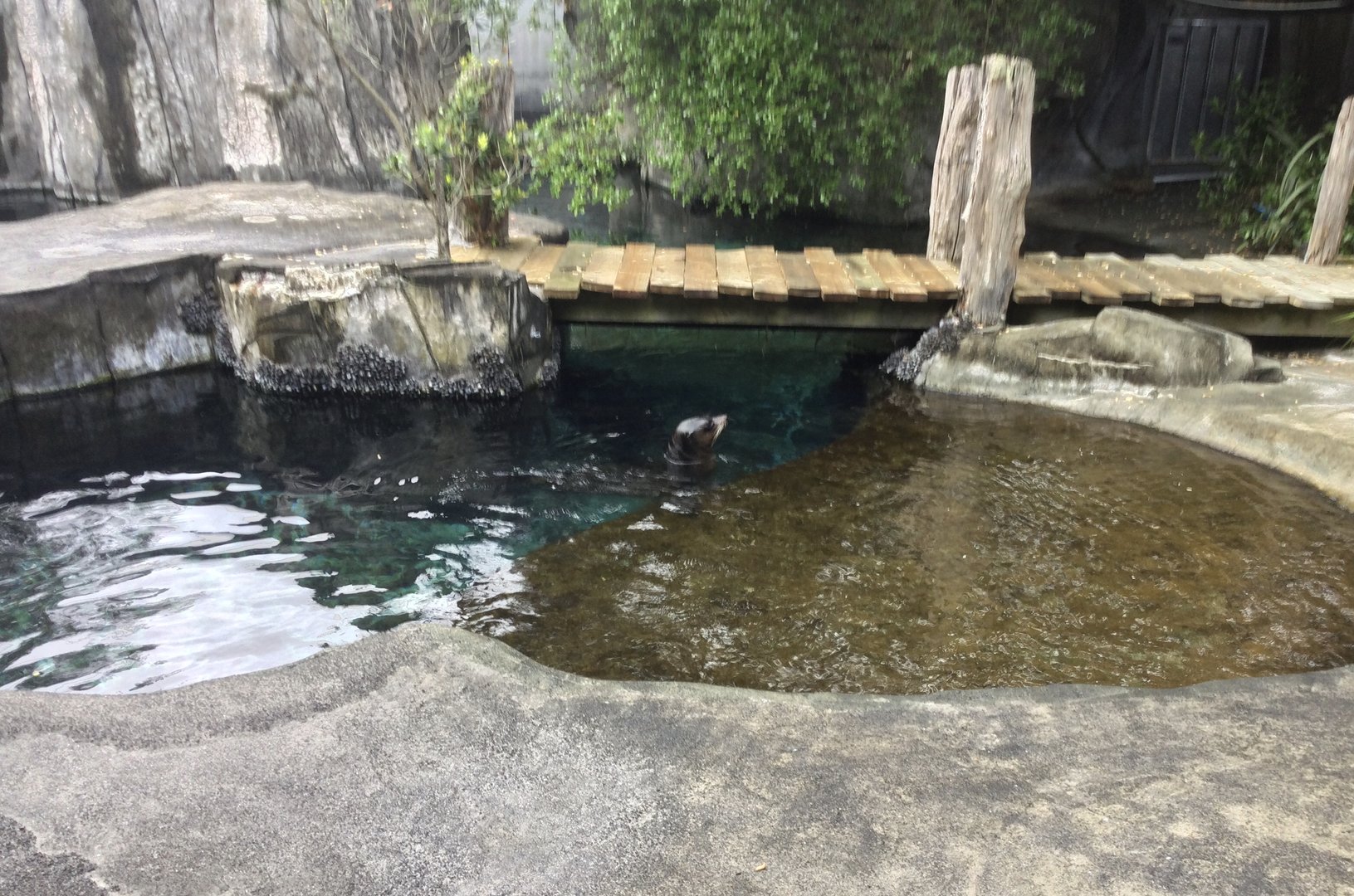 Subantarctic Fur Seal Spyhopping (The Coast) - New Zealand Precinct