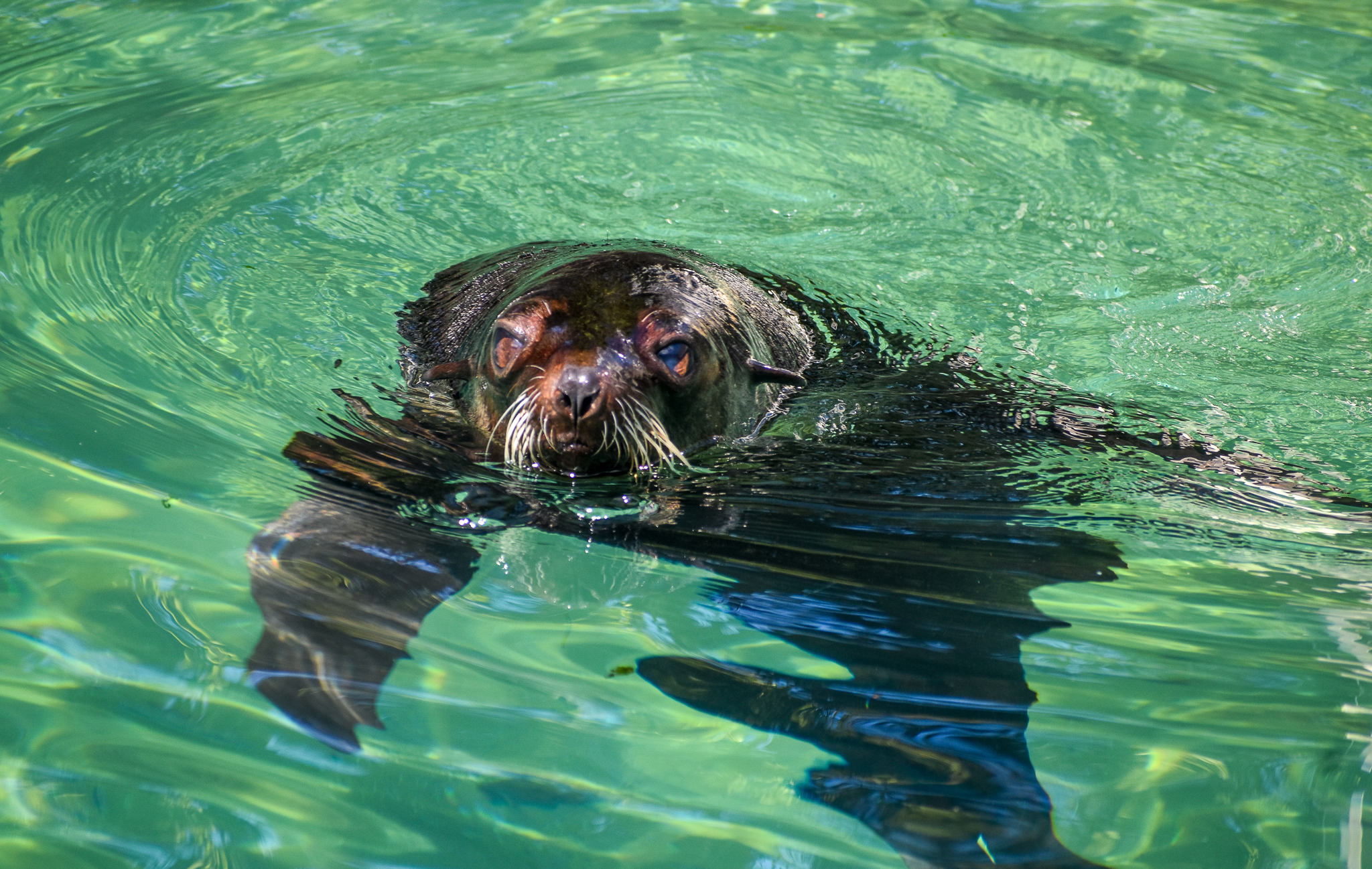 Subantarctic Fur-Seal